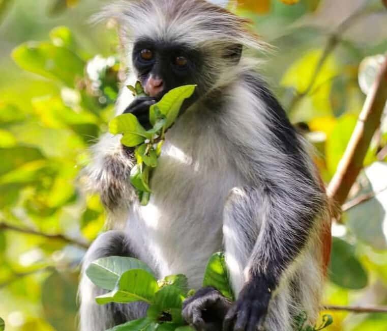 Zanzibar: Jozani Forest and Salaam Cave Tour - FAQ