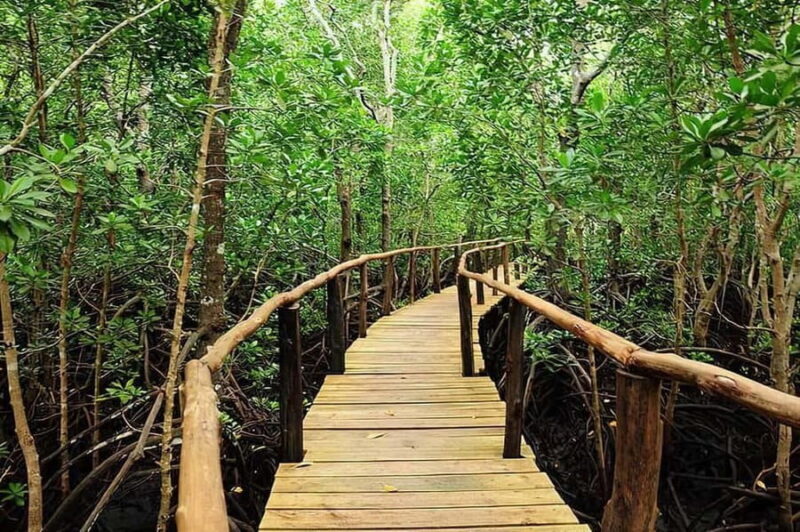 Zanzibar: Jozani Forest and Sea tortoises sanctuary Tour - Key Points