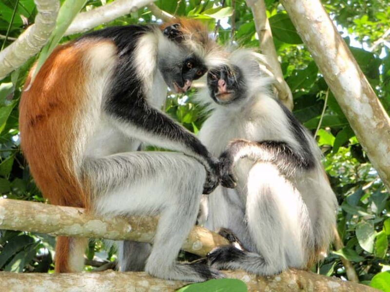 Zanzibar: Jozani Forest and Sea tortoises sanctuary Tour - Practical Details and Value
