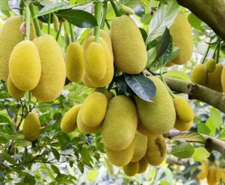 Zanzibar: Jozani Forest and Spice Farm expert Tour - Practical Details and Value