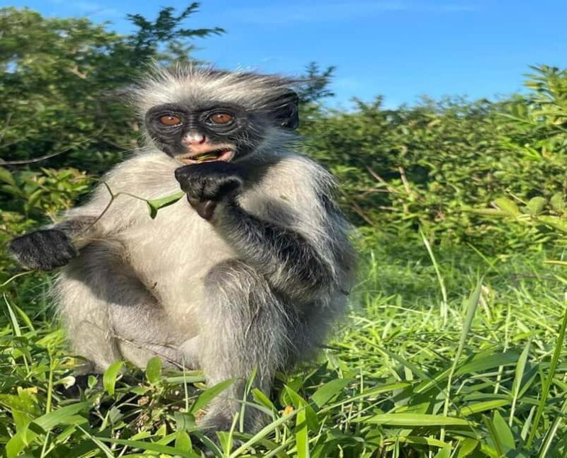 Zanzibar: Jozani Forest and Spice Farm Tour with local lunch - A Full Breakdown of the Tour Experience