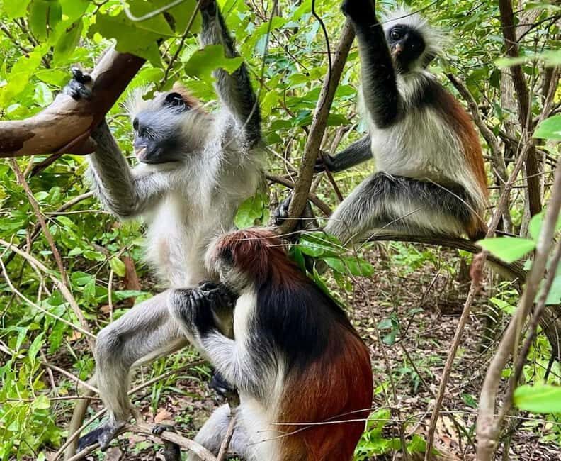Zanzibar: Jozani Forest and Spice Farm Tour with local lunch - The Sum Up: A Well-Rounded, Authentic Day on Zanzibar