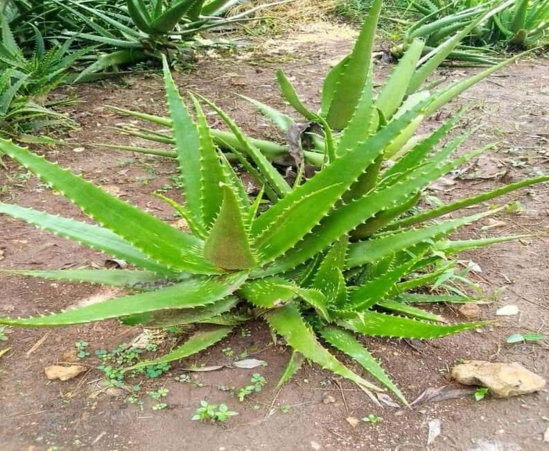 Zanzibar: Jozani Forest and Spice Farm Tour with local lunch - FAQ