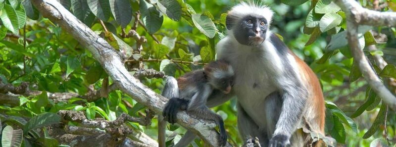 Zanzibar: Jozani Forest and Spice Farm Tour with Transfer - Starting the Day: Smooth Transfers & A Green Walk into Jozani Forest