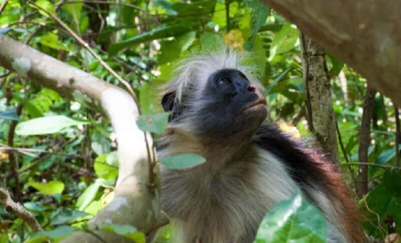Zanzibar: Jozani Forest and Spice Farm Tour with Transfer - Practical Details & Considerations