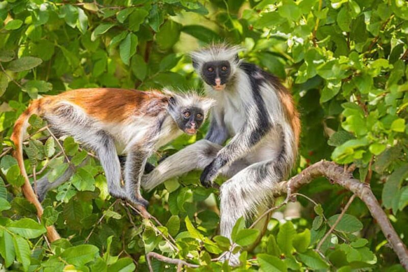 ZANZIBAR: Jozani forest and Spice farm with cooking class - What Travelers Are Saying