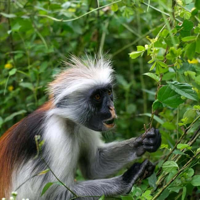 ZANZIBAR: Jozani Forest and Turtle Sanctuary Tour - FAQ