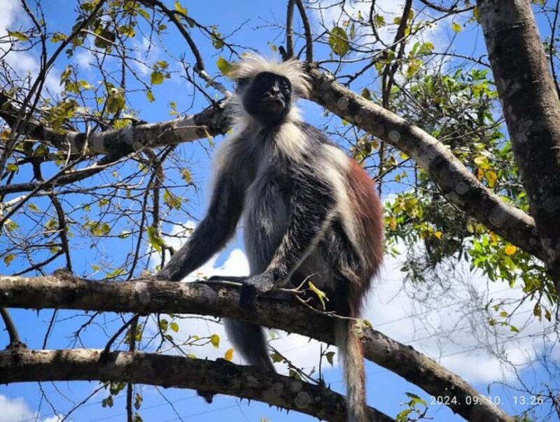 Zanzibar: Jozani forest, Blue Lagoon, Starfish & The Rock - Key Points