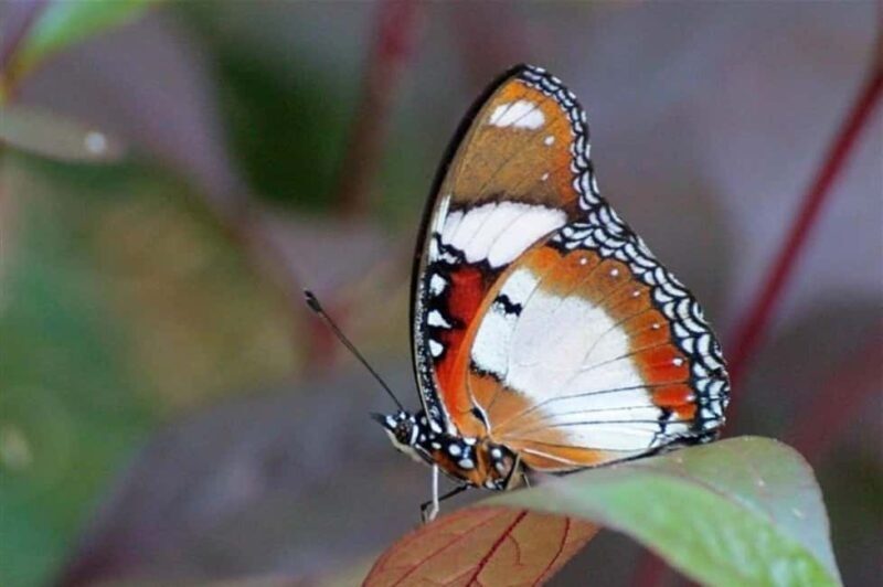 Zanzibar: Jozani Forest, Butterfly and Mangrove Kayaking - Authentic Experiences and Traveler Feedback