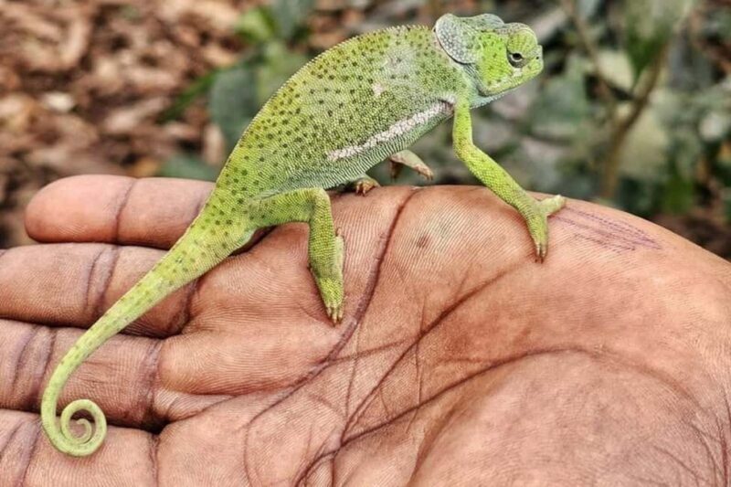 Zanzibar: Jozani Forest, Butterfly and Mangrove Kayaking - FAQ