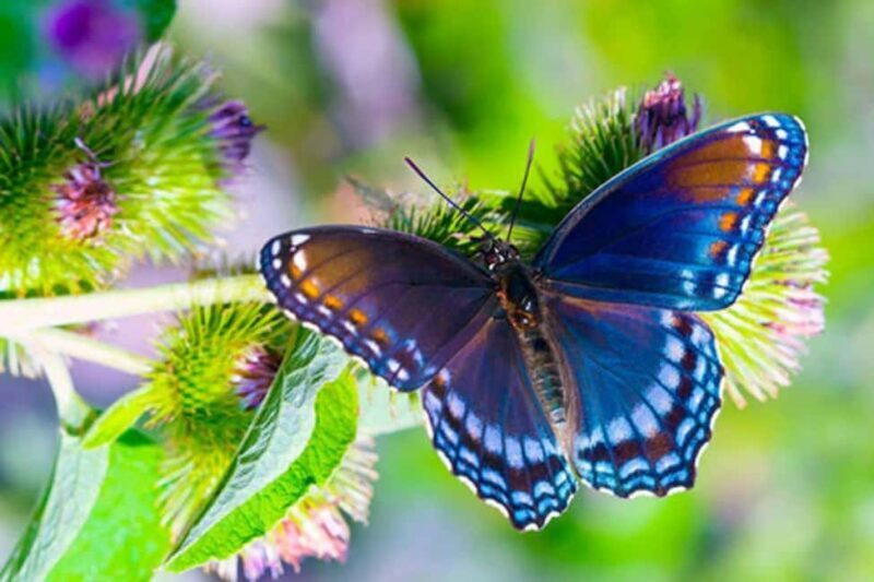 Zanzibar: Jozani forest, Butterfly center and Mtende beach - Discovering Jozani Forest