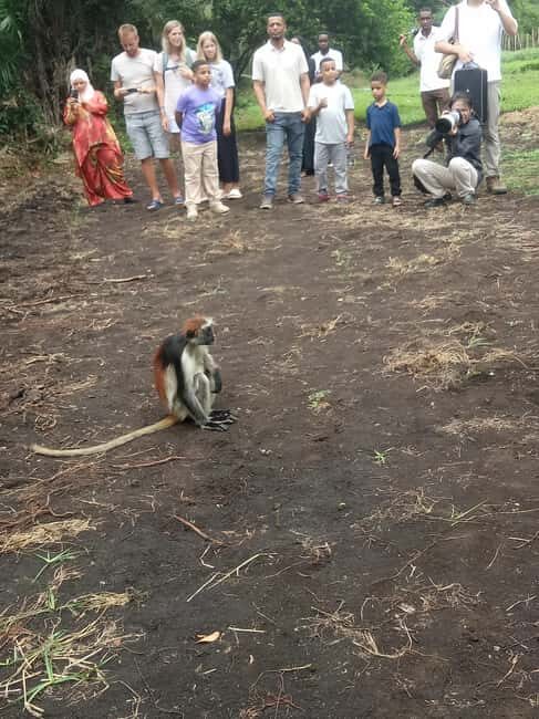Zanzibar: Jozani forest, Butterfly center and Mtende beach - Practical Details and Tips