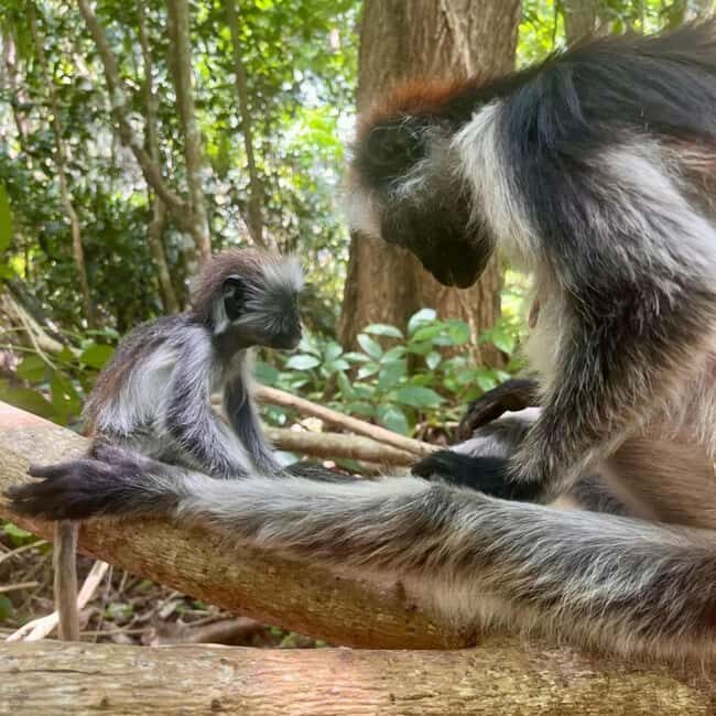 Zanzibar: Jozani forest, Butterfly center and Mtende beach - The Sum Up
