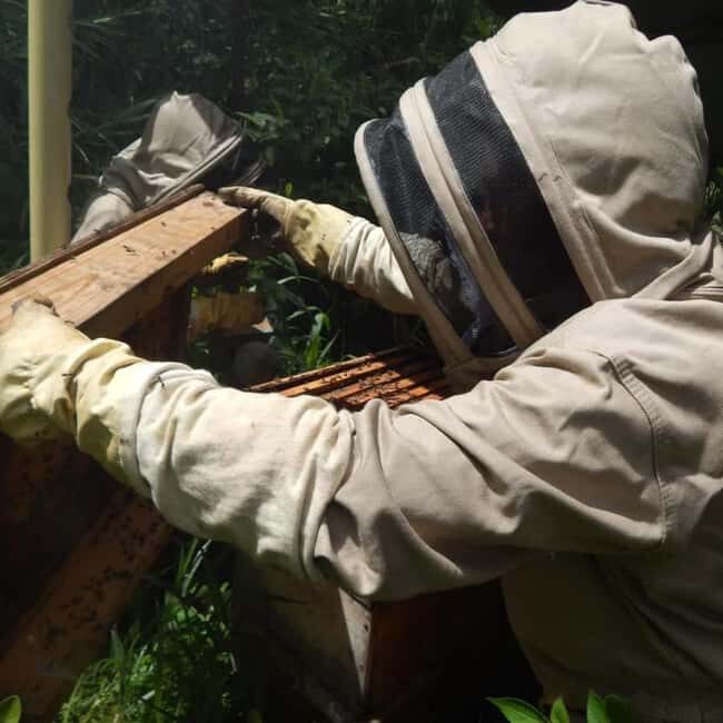 Zanzibar: Jozani Forest, Butterfly Center, & Beekeeping Tour - Jozani Forest – Zanzibar’s Only National Park