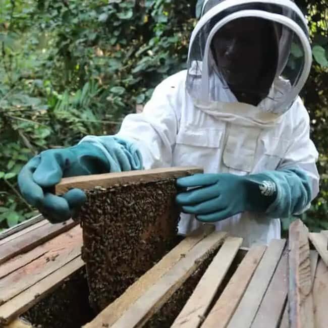 Zanzibar: Jozani Forest, Butterfly Center, & Beekeeping Tour - Practical Details and Value