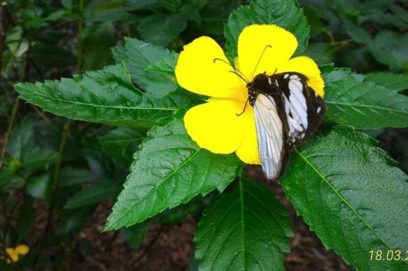 Zanzibar: Jozani forest, Butterfly center & Maalum cave tour - Frequently Asked Questions