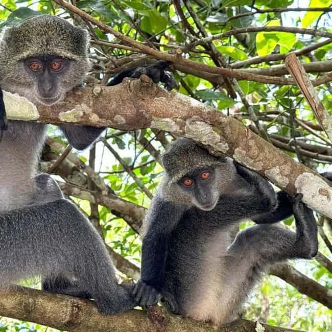 ZANZIBAR: Jozani Forest, butterfly center & Reptile park - An Introduction to Zanzibar’s Natural Treasures