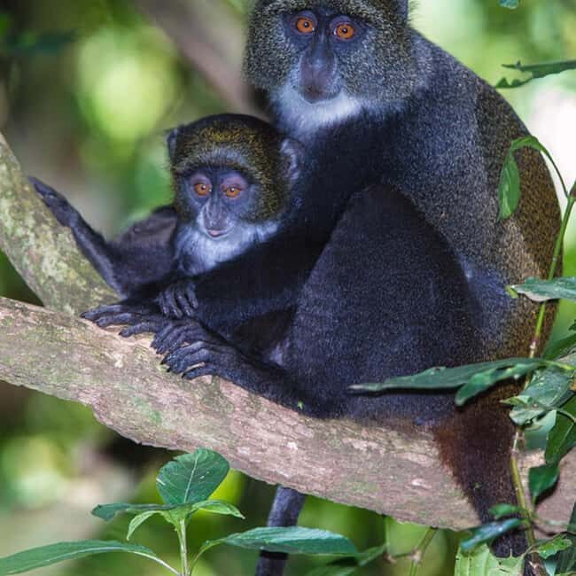 ZANZIBAR: Jozani Forest, butterfly center & Reptile park - Butterfly Center: A Kaleidoscope of Color and Conservation