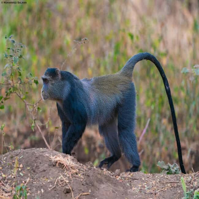 ZANZIBAR: Jozani Forest, butterfly center & Reptile park - Optional Lunch at Rock Restaurant