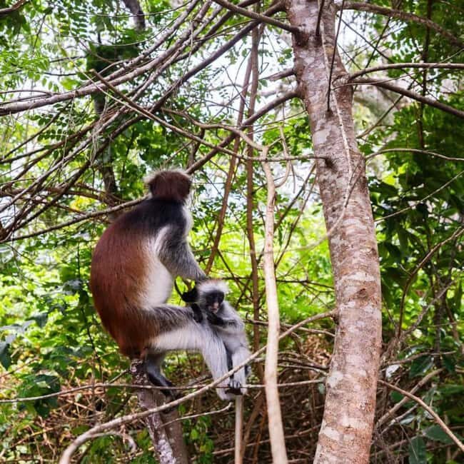 ZANZIBAR: Jozani Forest, butterfly center & Reptile park - Practical Details and Tips