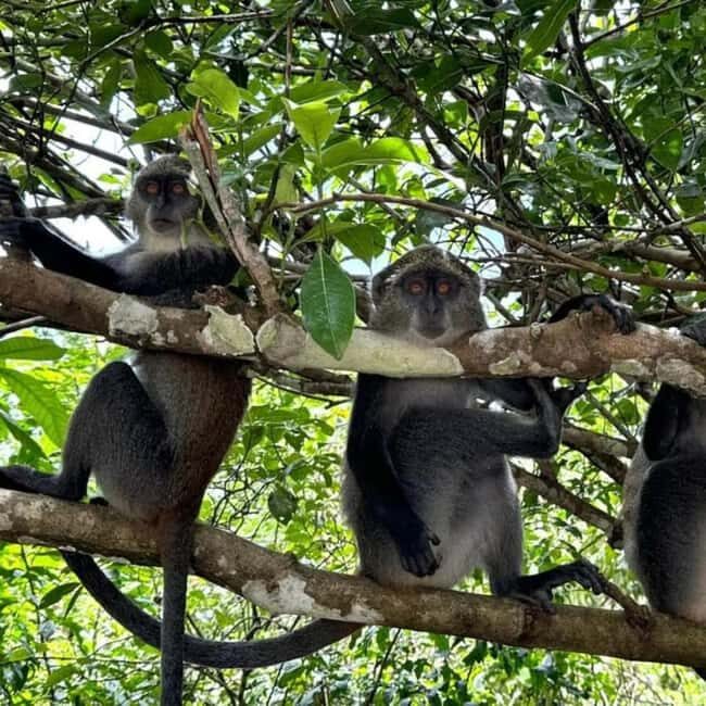 ZANZIBAR: Jozani Forest, butterfly center & Reptile park - Why This Tour Is Worth Considering