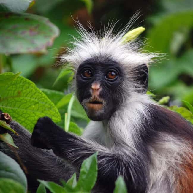 ZANZIBAR: Jozani Forest, butterfly center & Reptile park - Who Should Opt for This Tour?