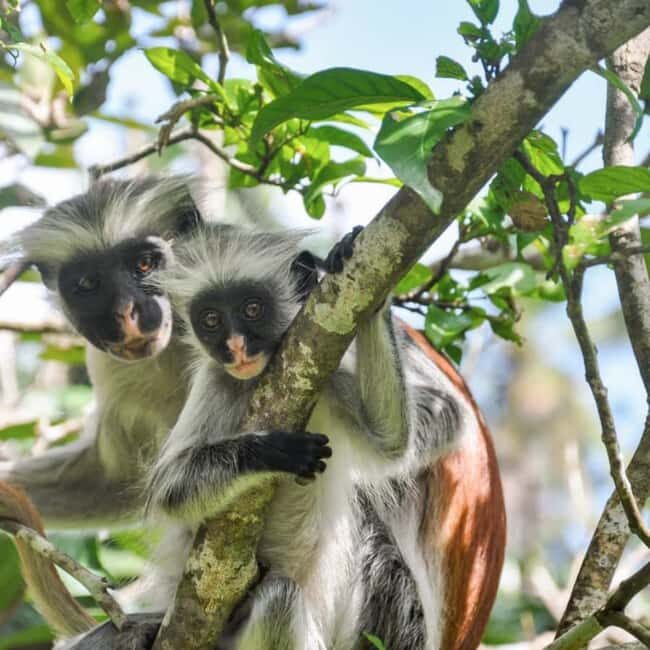 ZANZIBAR: Jozani Forest, butterfly center & Reptile park - Final Thoughts