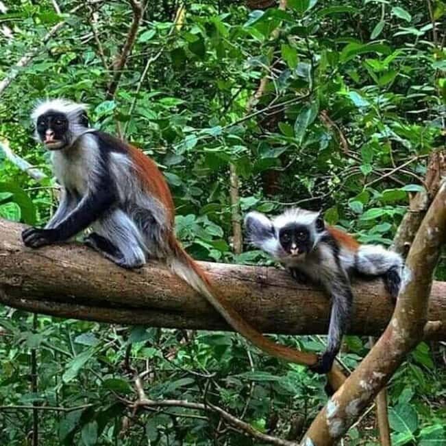 Zanzibar: Jozani forest, Butterfly, Kuza Cave & Paje beach - A Closer Look at What the Tour Offers