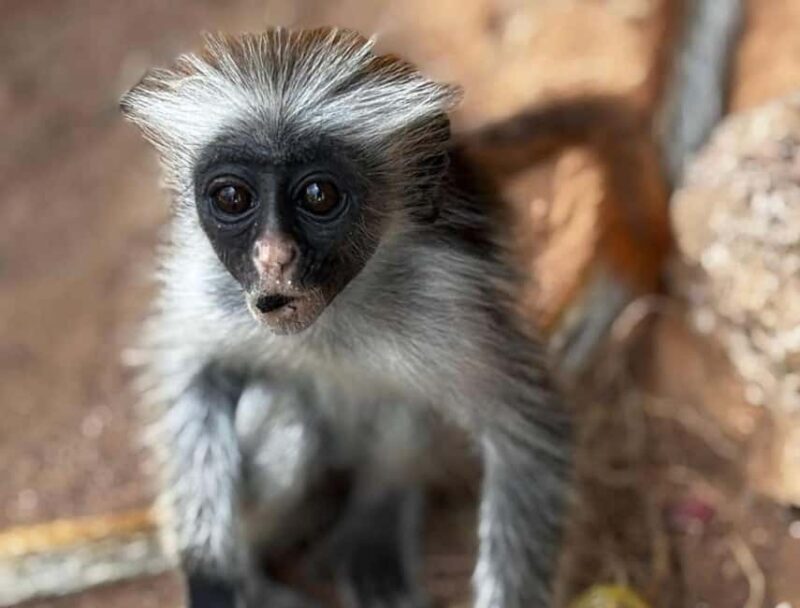 Zanzibar: Jozani forest, Butterfly, Kuza Cave & Paje beach - Final Thoughts: Is It Worth It?