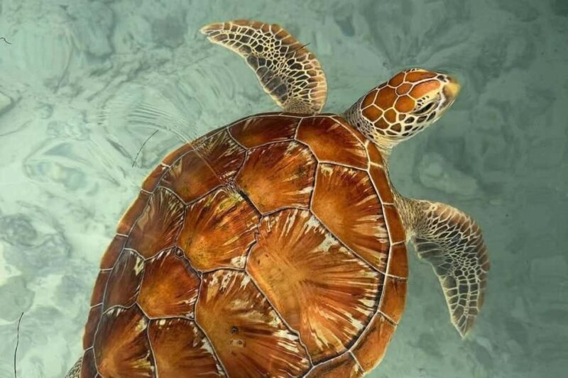 Zanzibar: Jozani forest, Butterfly, turtles & Mtende beach - Key Points