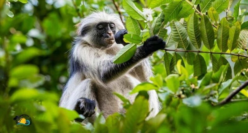 Zanzibar: Jozani Forest Conservation Guided Tour - In-Depth Review of the Jozani Forest Guided Tour