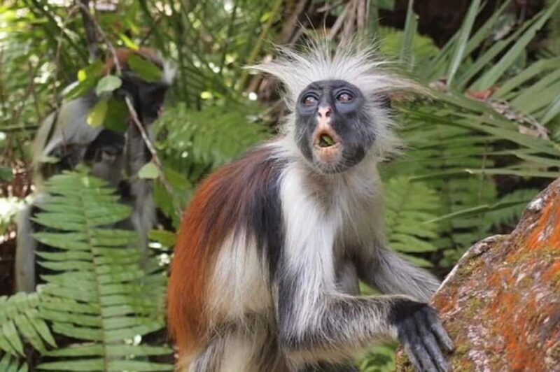 Zanzibar: Jozani forest full day tour - Who Will Enjoy This Tour?