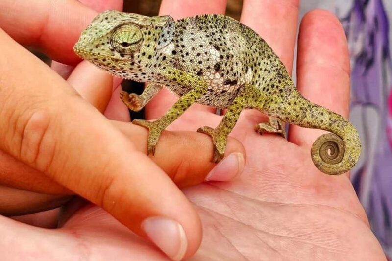 Zanzibar: Jozani forest full day tour - Frequently Asked Questions