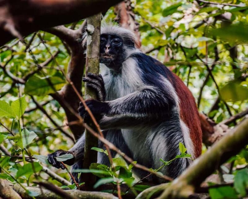 ZANZIBAR: Jozani forest Golden Monkey and Mangrove forest - Key Points