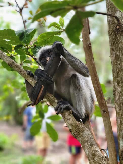 Zanzibar: Jozani Forest Guided Tour with Hotel Transfer - An Authentic Slice of Zanzibar’s Natural Environment