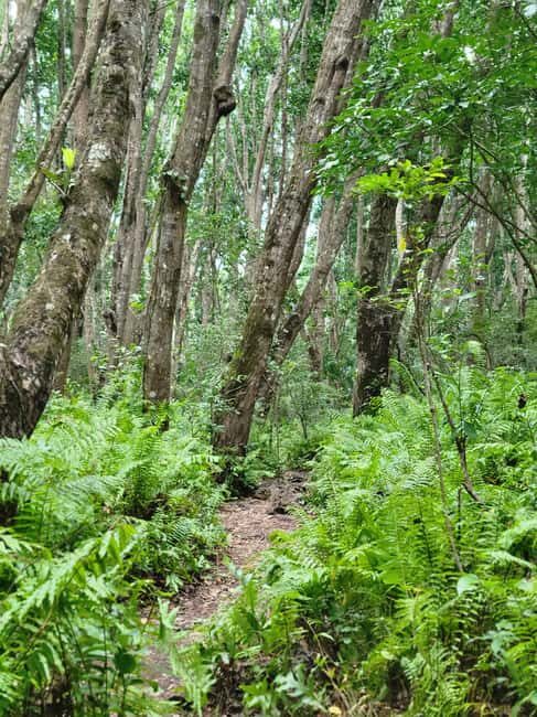 Zanzibar: Jozani Forest Guided Tour with Hotel Transfer - The Highlight: The Red Colobus Monkey Encounter