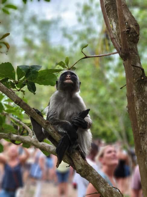 Zanzibar: Jozani Forest Guided Tour with Hotel Transfer - Scenic Viewpoints and Photo Opportunities