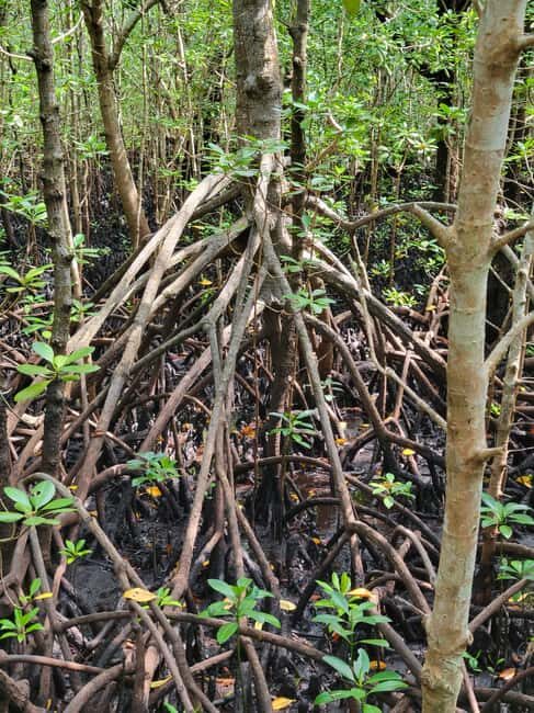 Zanzibar: Jozani Forest Guided Tour with Hotel Transfer - The Sum Up: A Genuine, Value-Packed Nature Experience