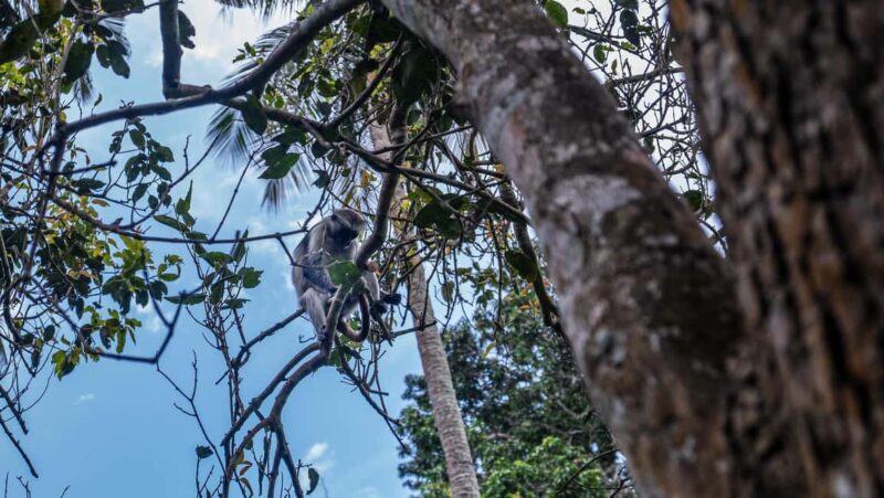 Zanzibar: Jozani Forest Guided Tour,Red Colobus and transfer - Analyzing the Price and Value
