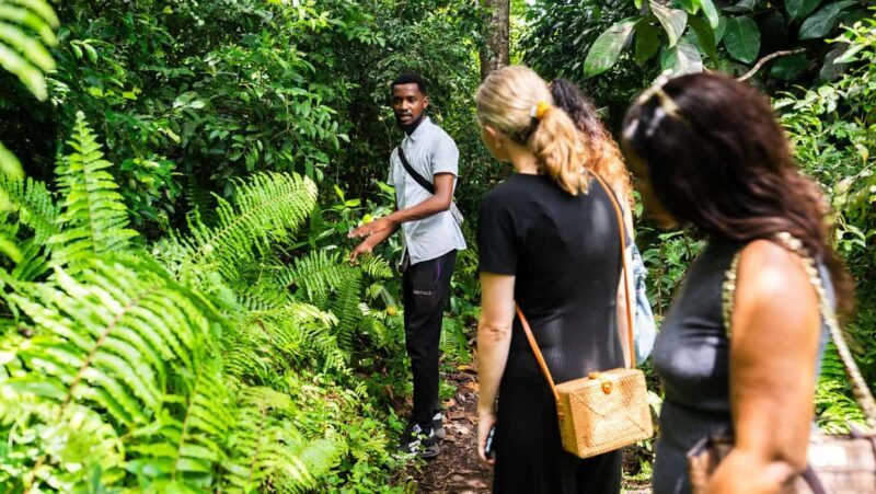 Zanzibar: Jozani Forest Guided Tour,Red Colobus and transfer - Frequently Asked Questions