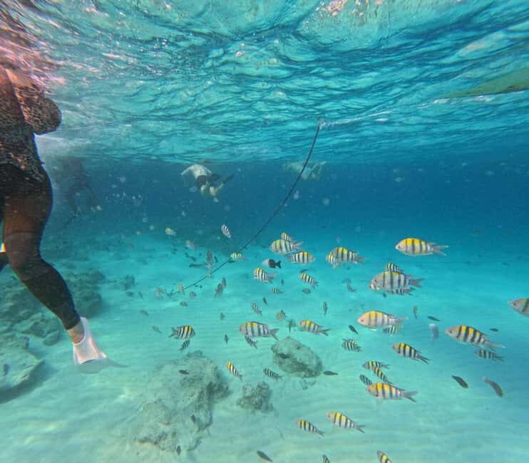 Zanzibar: Jozani Forest, Kuza Cave, & Blue Lagoon + Starfish - What’s Included and What to Bring