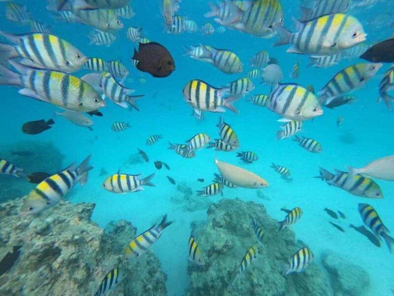 Zanzibar: Jozani Forest, Kuza Cave, & Blue Lagoon + Starfish - The Practical Side: Timing and Group Size