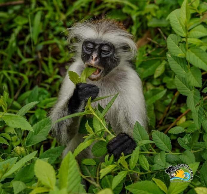 Zanzibar: Jozani Forest, Kuza Cave & The Rock Restaurant - Key Points