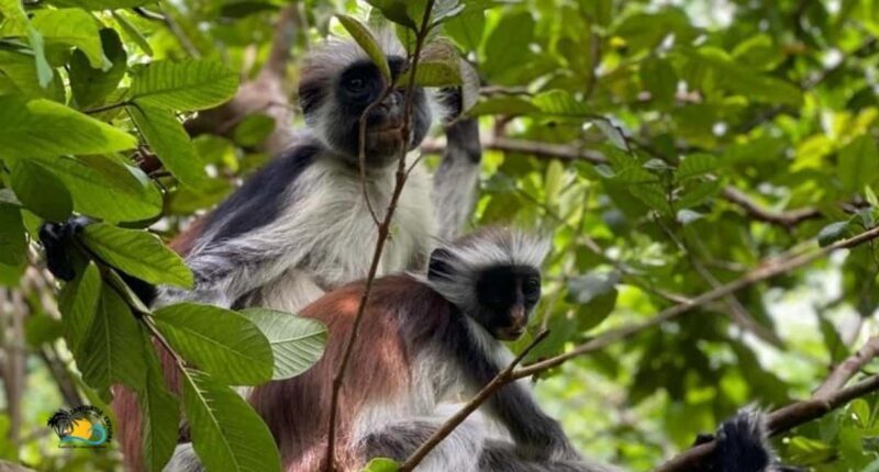 Zanzibar: Jozani Forest, Kuza Cave & The Rock Restaurant - Authentic Experiences and Real-World Feedback