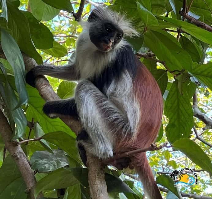 Zanzibar: Jozani Forest, Kuza Cave & The Rock Restaurant - FAQ