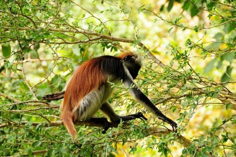 Zanzibar: Jozani forest + Kuza cave visit & Paje beach tour - Final Thoughts: Who Will Love This Tour?