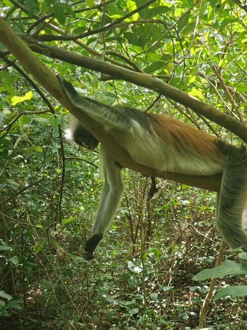 Zanzibar: Jozani forest, Maalum Cave, & Mtende Beach Tour - Frequently Asked Questions