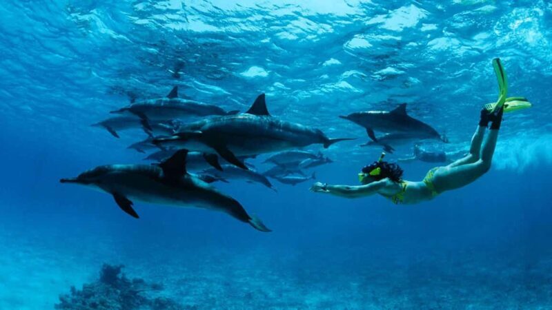 ZANZIBAR: Jozani Forest & Mnemba Dolphin Snorkeling with BBQ - Key Points