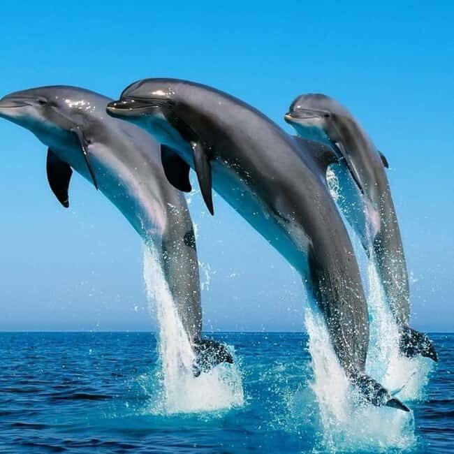 ZANZIBAR: Jozani Forest & Mnemba Dolphin Snorkeling with BBQ - The Sandbank BBQ: Dining in Paradise