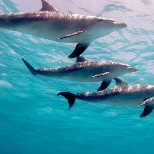 ZANZIBAR: Jozani Forest & Mnemba Dolphin Snorkeling with BBQ - Who Will Love This Tour?